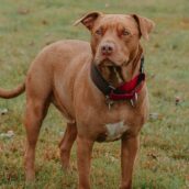 Lasciano la casa, abbandonando il cane che muore di stenti: coppia denunciata Lasciano la casa, abbandonando il cane che muore di stenti: coppia denunciata