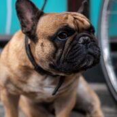 Escrementi dei cani per strada: per multare i proprietari, Bolzano introduce l’analisi del Dna dell’animale