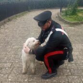 Santa Paolina, i Carabinieri ritrovano “Ciro”, il cucciolo di Lagotto Romagnolo rubato la vigilia di Natale, e lo restituiscono al suo padrone Santa Paolina, i Carabinieri ritrovano “Ciro”, il cucciolo di Lagotto Romagnolo rubato la vigilia di Natale, e lo restituiscono al suo padrone