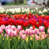 Primavera in anticipo anche quest’anno! Primavera in anticipo anche quest’anno!