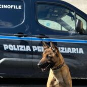 Sei ovuli di droga nell’intestino, detenuto scoperto da ‘Tyson’ Sei ovuli di droga nell’intestino, detenuto scoperto da ‘Tyson’