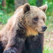 Orso Bruno Marsicano a rischio. L’allarme del WWF