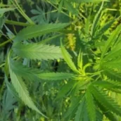 Airola, coltivava marijuana nel terreno di casa: arrestato Airola, coltivava marijuana nel terreno di casa: arrestato