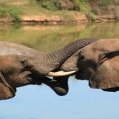 12 agosto: Giornata Mondiale dell’Elefante 12 agosto: Giornata Mondiale dell’Elefante