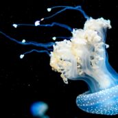 Livorno, nasce il medusometro: monitora la quantità di meduse in acqua
