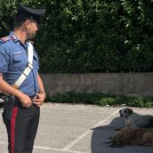 Serino, abbandono di animali: denunciato 40enne denunciato Serino, abbandono di animali: denunciato 40enne denunciato