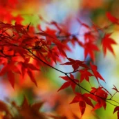 Meglio nascere in autunno… Meglio nascere in autunno…