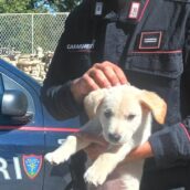 Montella, traffico illecito di animali da compagnia: denunciato un commerciante Montella, traffico illecito di animali da compagnia: denunciato un commerciante