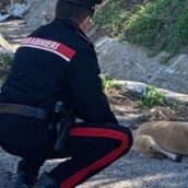 San Martino Valle Caudina, maltratta un cane con un bastone: denunciata dai Carabinieri