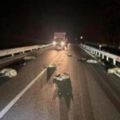 Emergenza strade in Irpinia: undici cinghiali travolti e uccisi da un tir Emergenza strade in Irpinia: undici cinghiali travolti e uccisi da un tir