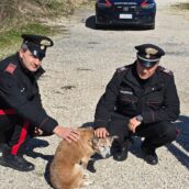 Manocalzati, i Carabinieri soccorrono un cagnolino ferito sulla strada