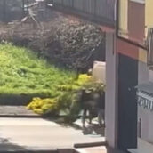 Avellino, albero di mimose sradicato in pieno giorno