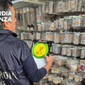 Guardia di Finanza, controlli a Benevento e nel Sannio: sequestrati 160mila articoli contraffatti Guardia di Finanza, controlli a Benevento e nel Sannio: sequestrati 160mila articoli contraffatti