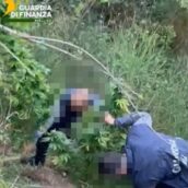 GdF Avellino, sequestrate piante di marijuana: denunciati due responsabili