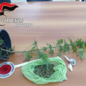 San Leucio del Sannio, operazione antidroga: trovata marijuana in casa e droga nascosta in un cortile