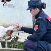 Monteforte Irpino, maltrattamento di animali: denunciata una persona