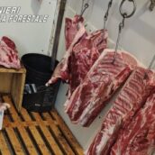 Alimenti senza tracciabilità e celle frigo arrugginite: scatta il sequestro a Benevento