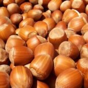 Contrada, raid notturno in azienda di frutta secca: rubati oltre cento sacchi di nocciole, danni per più di 50 mila euro