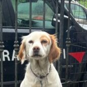 Valle Ufita, tre cani legati alla catena e senza riparo: tre persone denunciate dai Carabinieri