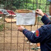 Monteforte Irpino, dieci cani tenuti tra degrado e senza riparo: denunciato 59enne