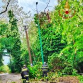 Ariano Irpino, albero crolla vicino alla stazione ferroviaria: area messa in sicurezza