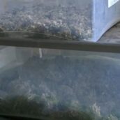 Avellino, maxi sequestro di marijuana: ai domiciliari una coppia di coniugi irpini