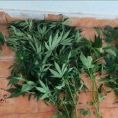 Valle del Titerno, scoperta serra della droga: sequestrate 101 piantine di marijuana