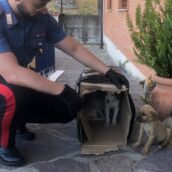 Sturno, cinque cuccioli abbandonati in uno scatolone: salvati dai Carabinieri