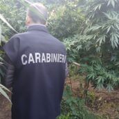 Maxi piantagione di marijuana nel cuore dell’Irpinia: sequestrati oltre 11 quintali di droga